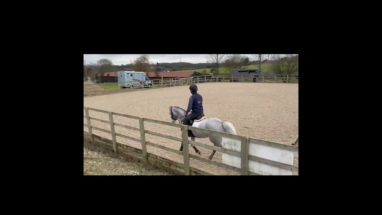 King 145CM Connemara Gelding