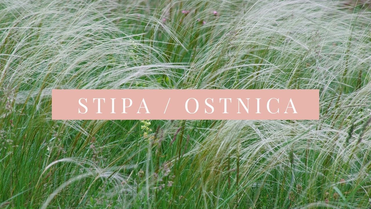 Stipa ( Ostnica ) Pony Tails - Trawa Koński ogon - Uprawa, pielęgnacja zalety 🐎