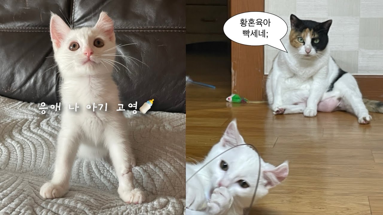 다시 돌아온 시호와의 일상