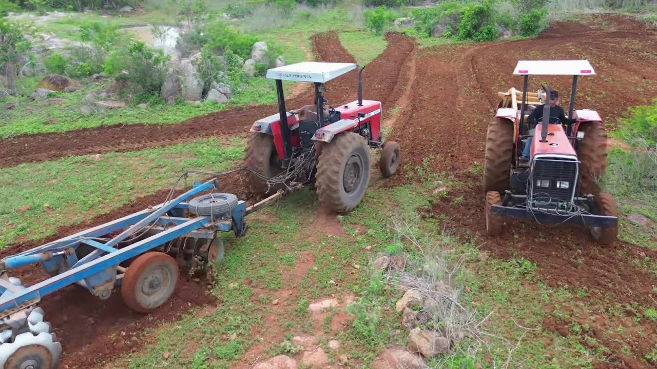 Dois tratores MF275 cortando a terra no sítio Muquém após as chuvas no começo da semana