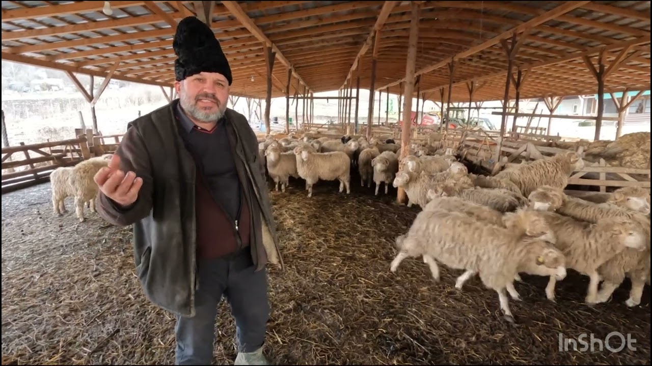 FERMĂ DE OI A DL VIOREL BUHAI DIN UNGURAȘI.NU A VÂNDUT INCA MIEI DIN CAUZA PREȚULUI MIC