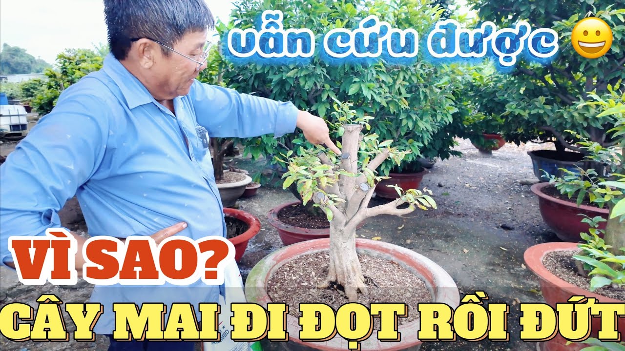 V&igrave; sao trồng ph&ocirc;i mai đi đọt nhưng vẫn bị tuột nhựa &Uacute;t Đực ph&acirc;n t&iacute;ch nguy&ecirc;n nh&acirc;n v&agrave; c&aacute;ch cứu mai suy