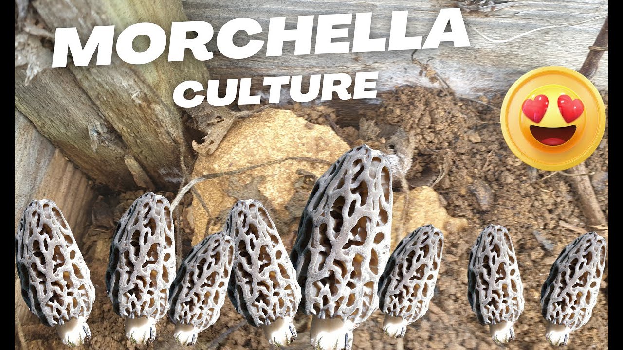 𝐌𝐎𝐑𝐈𝐋𝐋𝐄𝐒 𝐂𝐔𝐋𝐓𝐔𝐑𝐄 𝐃𝐔 𝟏𝟐/𝟎𝟐/𝟐𝟒 🌲🍄