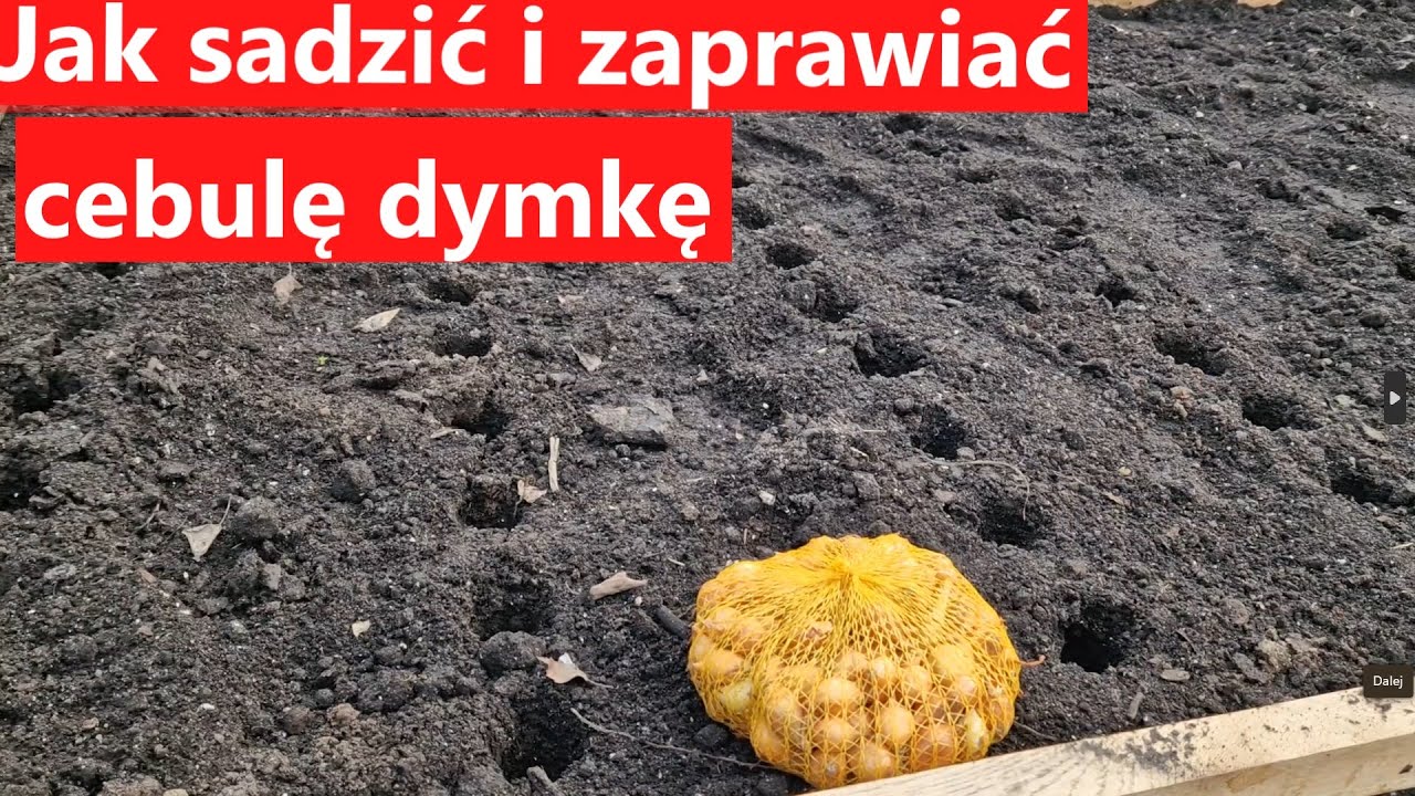 jak sadzić i zaprawiać cebulę dymkę na wiosnę