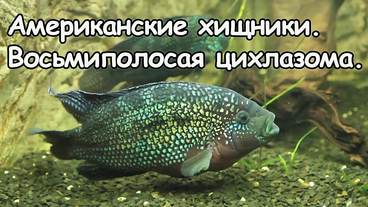 Агрессивные цихлиды.  Восьмиполосая цихлазома.