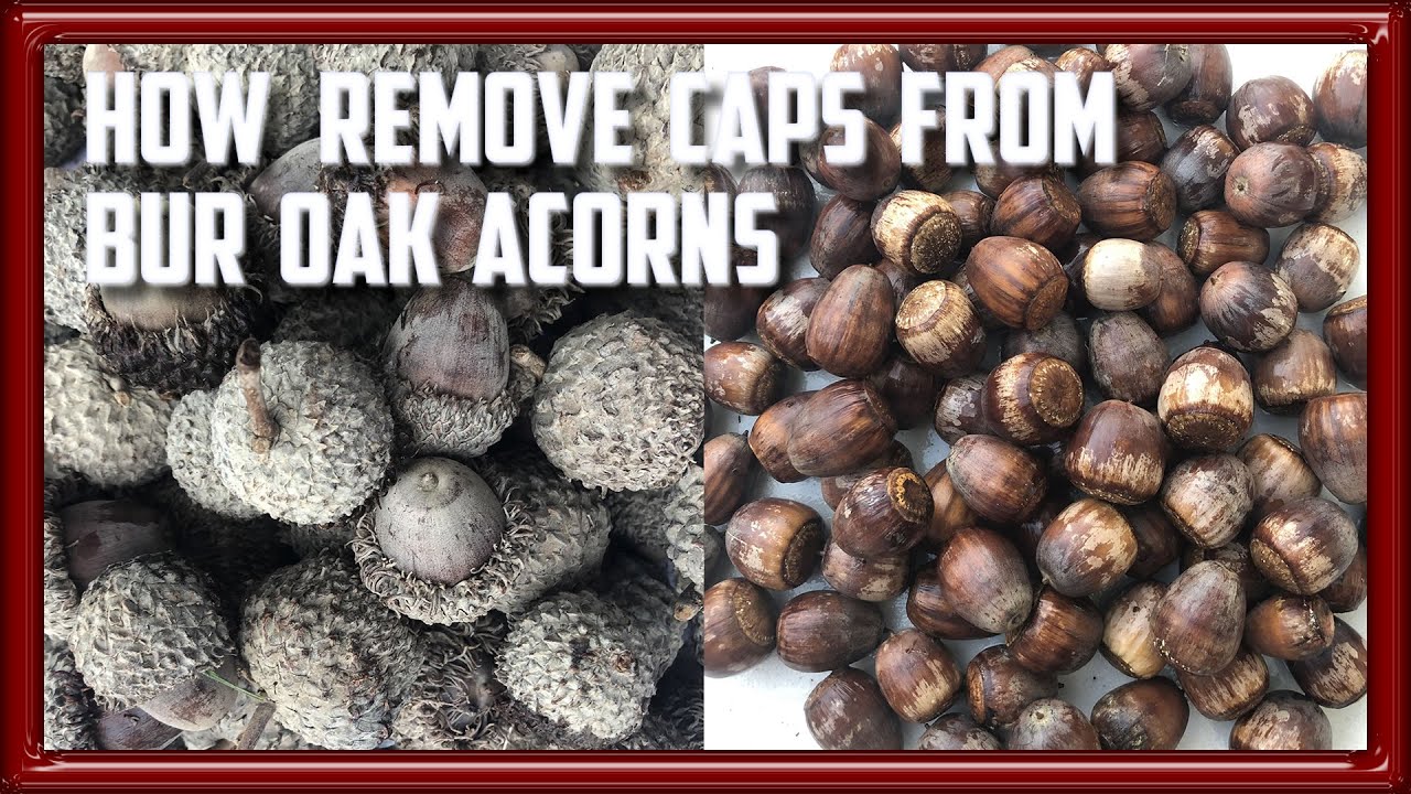 How To Remove Caps From Bur Oak Acorns