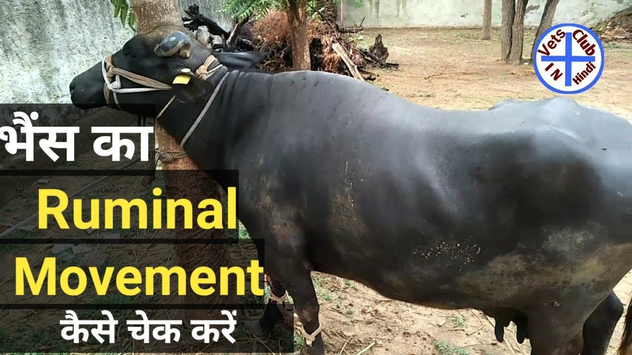 ruminal movement in cattle buffalo पशु का पेट घूमना कैसे पता करें rumen movement of cattle per minut