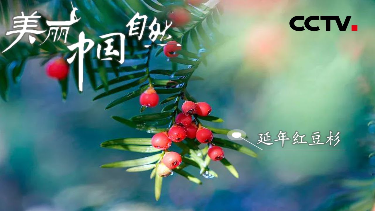 同时被全世界42个国家称为&ldquo;国宝&rdquo; 红豆杉为何能受到如此殊荣？《美丽中国自然》江西铜钹山系列【CCTV纪录】