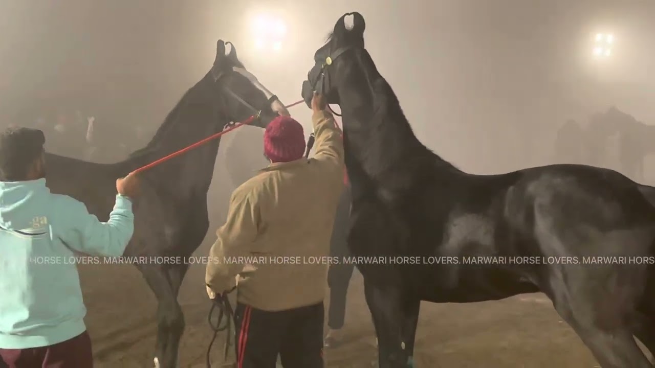 Milk Teeth Category - PUNJAB HORSE SHOW - Muktsar Sahib
