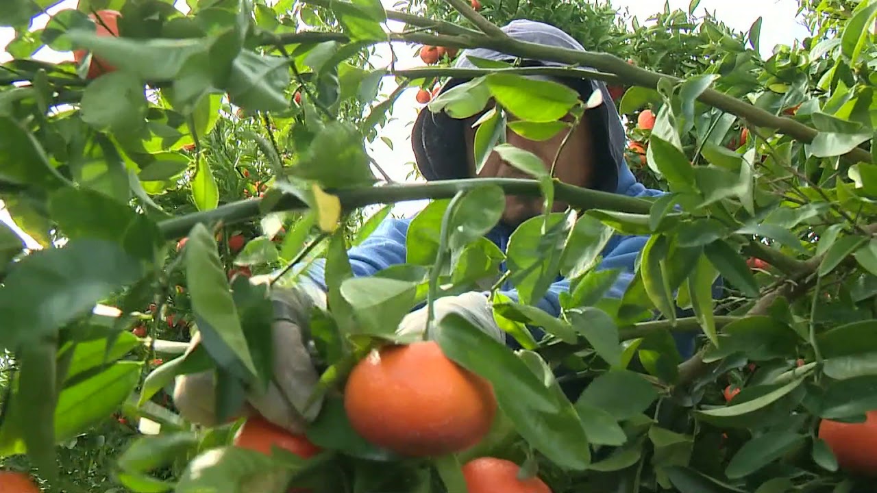 Sacramento Valley Mandarins