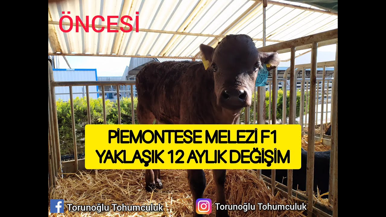 #PİEMONTESE MELEZİ HOLSTEİN YAVRUSU F1 12 AYLIK DEĞİŞİM