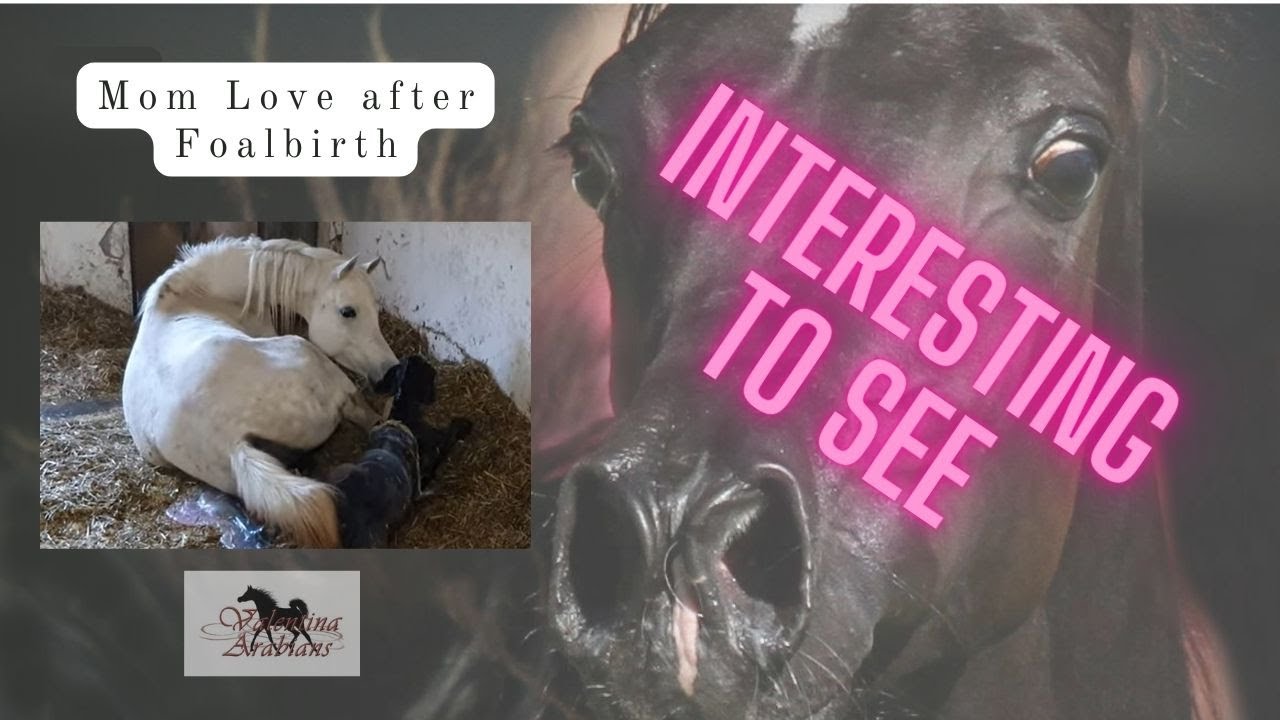 Arabian Mare the first Moments after Foalbirth