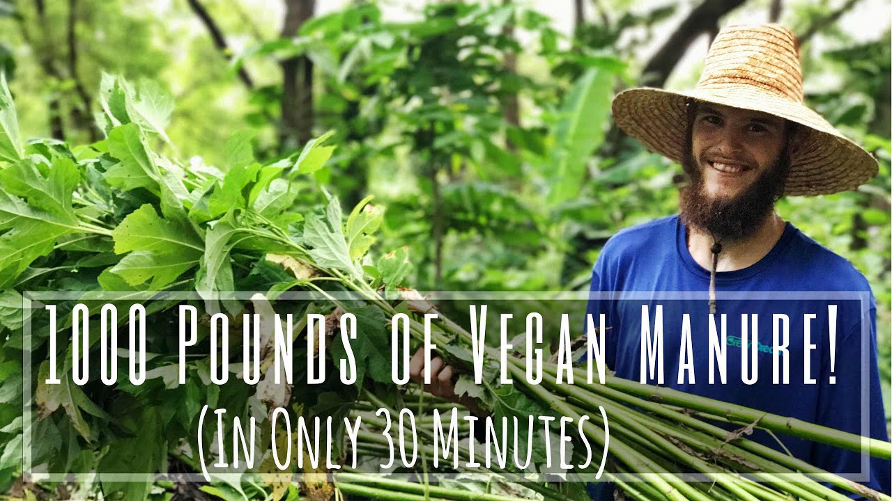 1000 POUNDS of VEGAN MANURE in 30 Minutes!!! Mexican Sunflower Chop & Haul