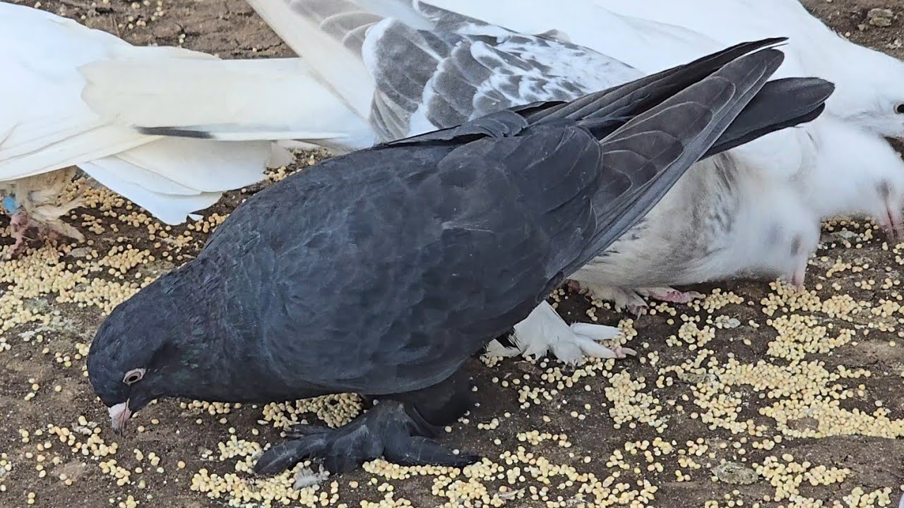 С чего я начинаю тренировать голубей 🤔🕊️ (How i start to train pigeons 🤔🕊️)