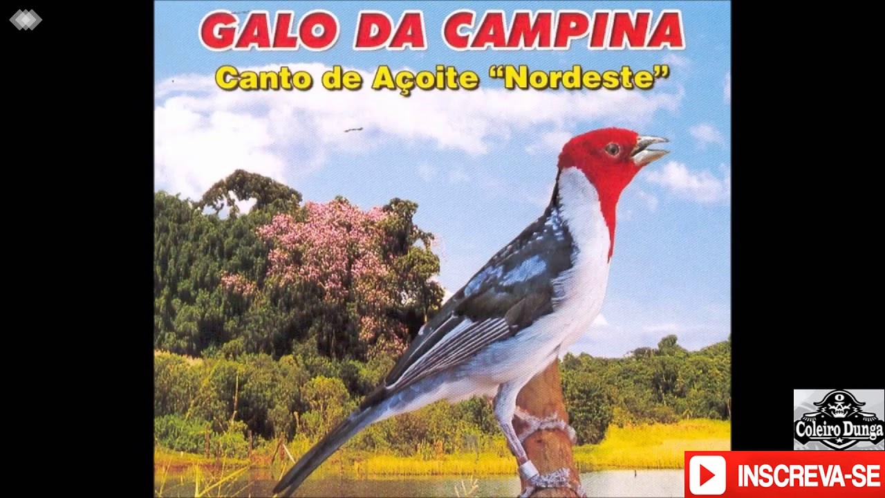 Galo Da Campina   Canto De Açoite.