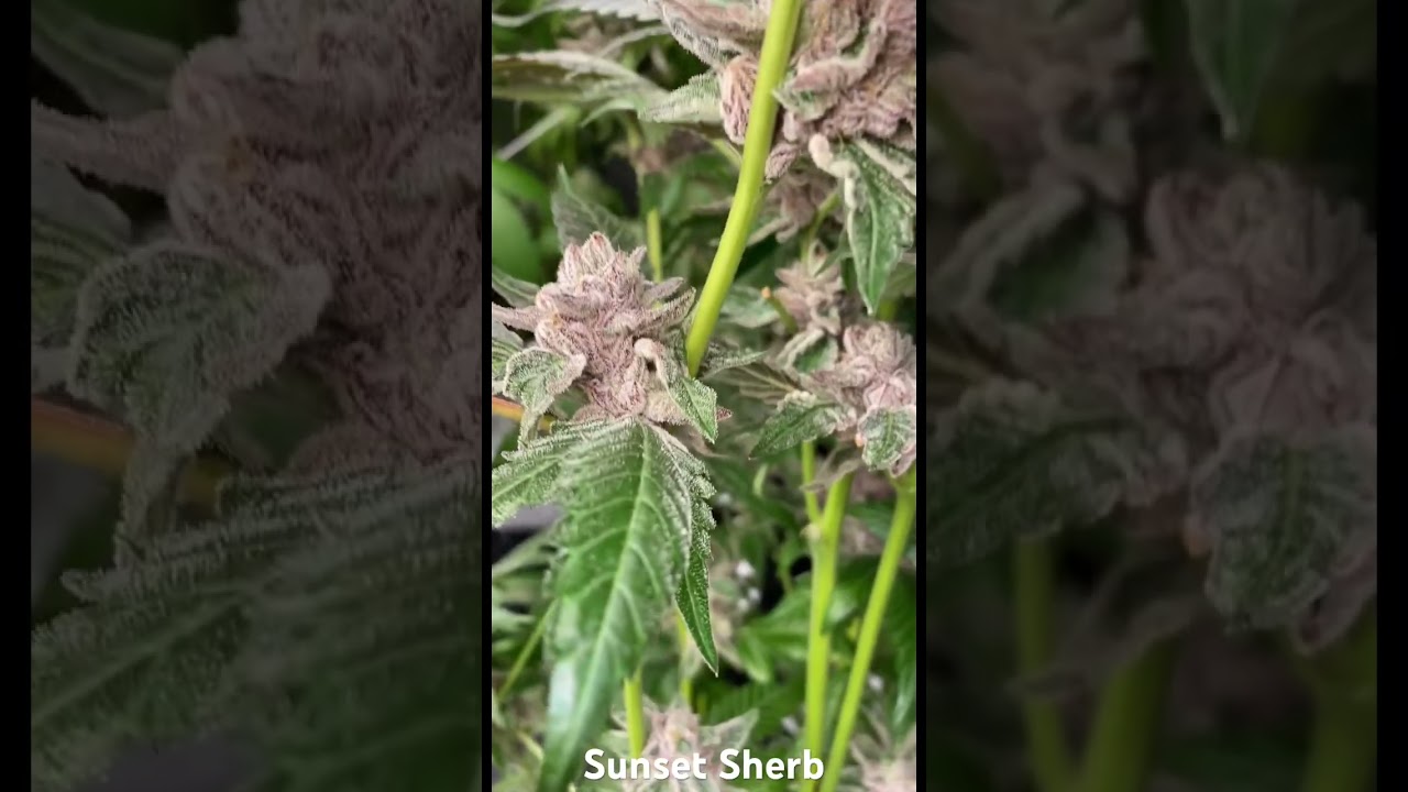 Sunset Sherbet on Harvest Day