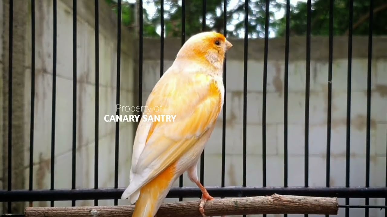 Лучшая тренировочная песня для молодых самцов канареек