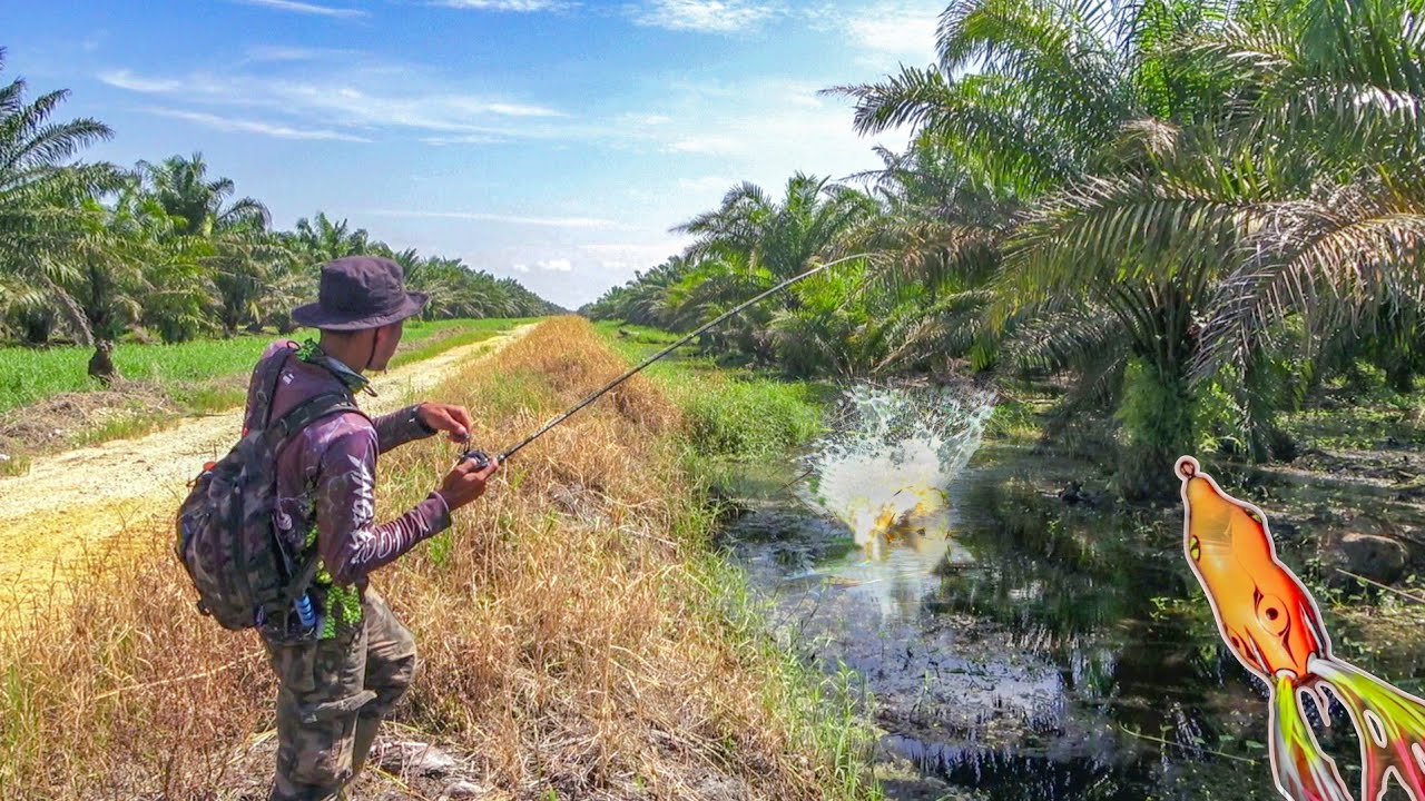 Cuaca Panas Ikan Gabus Ikut Panas Lihat Umpan ini !!!