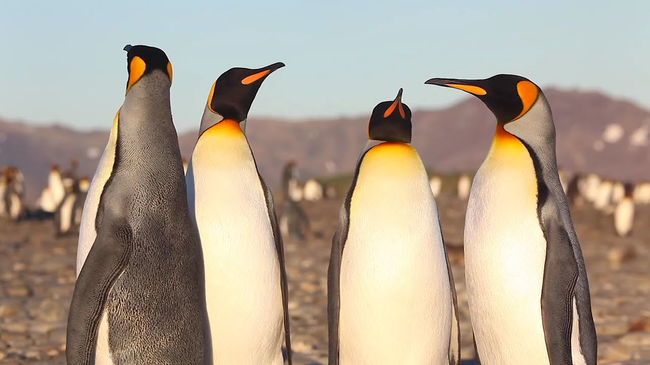 King Penguins - An extract from Speechless: The Polar Realm