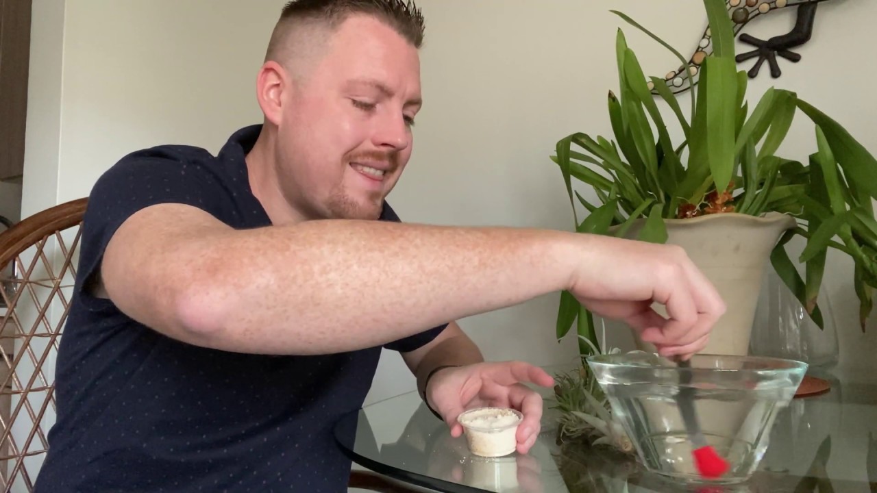 Air Plant Basics