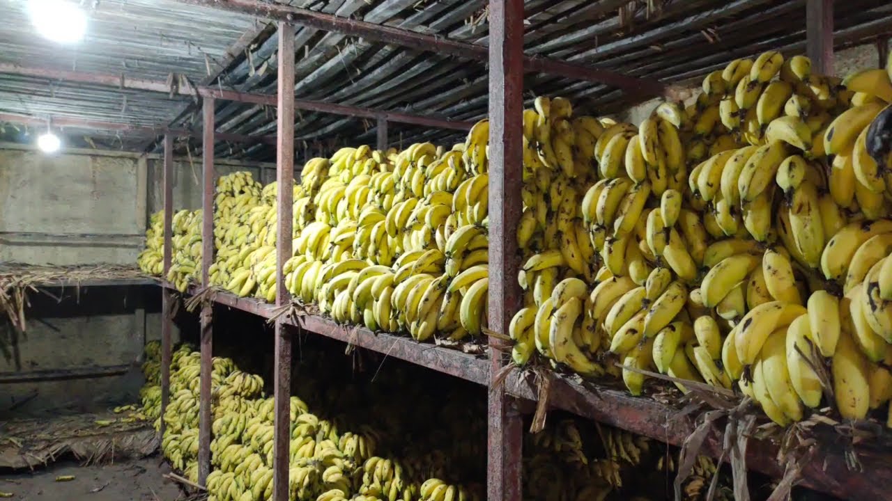 Banana Cold Storage Room in Samundri 😍 | Banana Ripening Chamber 😊 | #banana #ripening #store #366