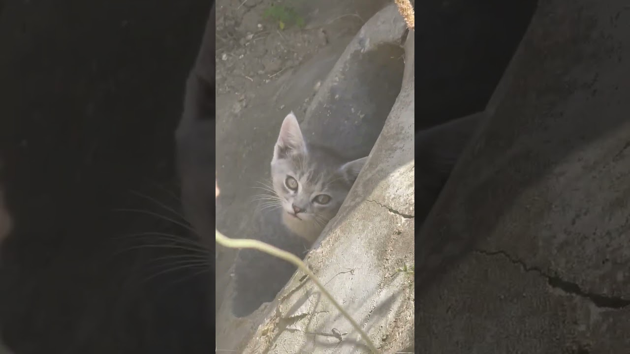 Ezt a macsk&aacute;t tal&aacute;ltuk meg az &aacute;rokba egyeken!🥺 de 3 gyerek befogadta, egyed&uuml;l mentek ki vid&eacute;k ilyen🙏