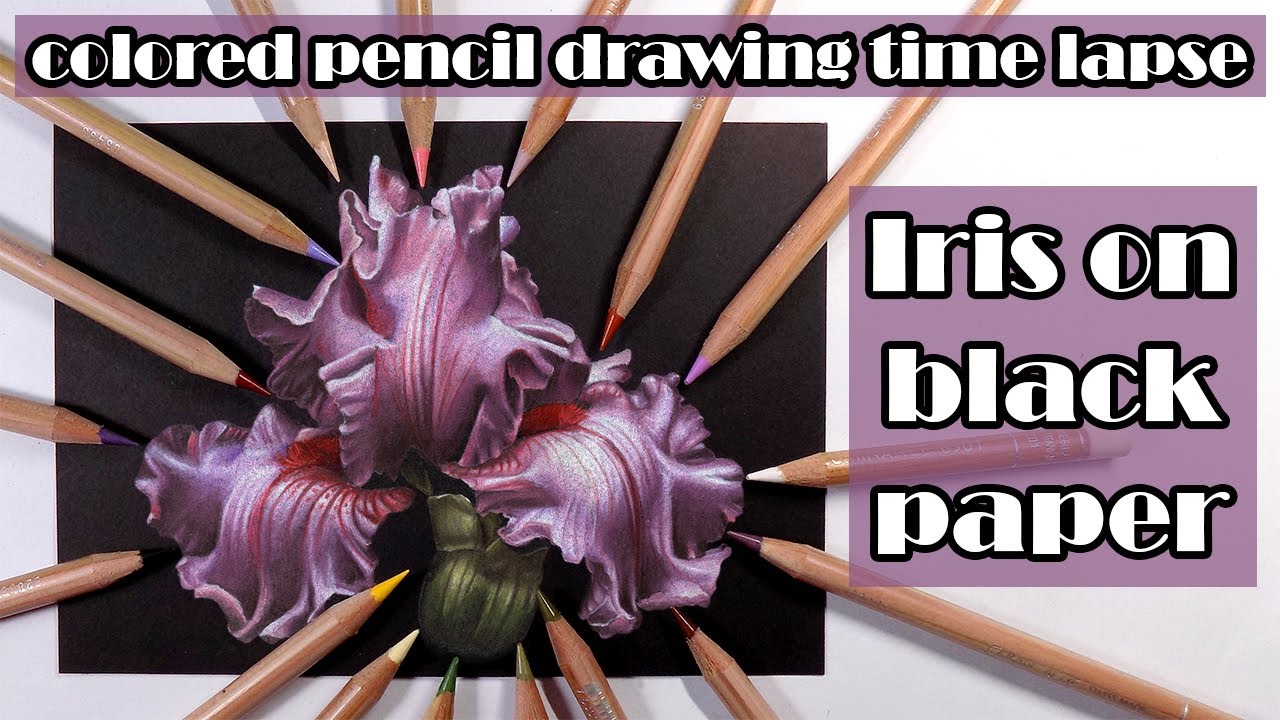 Pink iris on black paper - colored pencil drawing time lapse (Caran d'Ache Luminance)