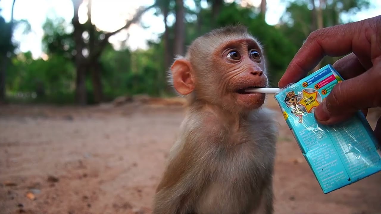 Everyone Enjoy Their Meal | Baby Monkeys: Jacee Jovi Lynx Lucie Leo Lily