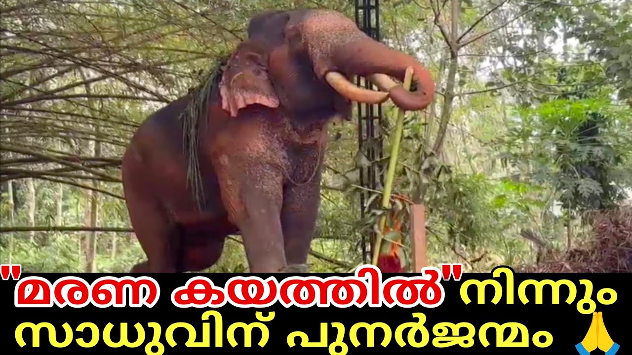 ഇത് പുനർജന്മം🙏! മരണത്തിൻ്റെ വക്കിൽ നിന്നും പുതുപ്പള്ളി സാധുവിനെ രക്ഷിച്ചു puthuppally sadhu elephant