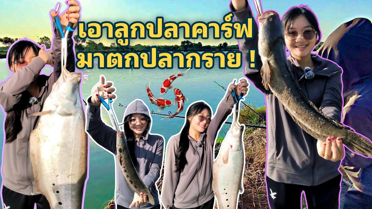 ถล่มรัง ปลากราย ครึ่งวัน : บ่อตกปลาน้องเฮงฟิชชิ่ง EP.3