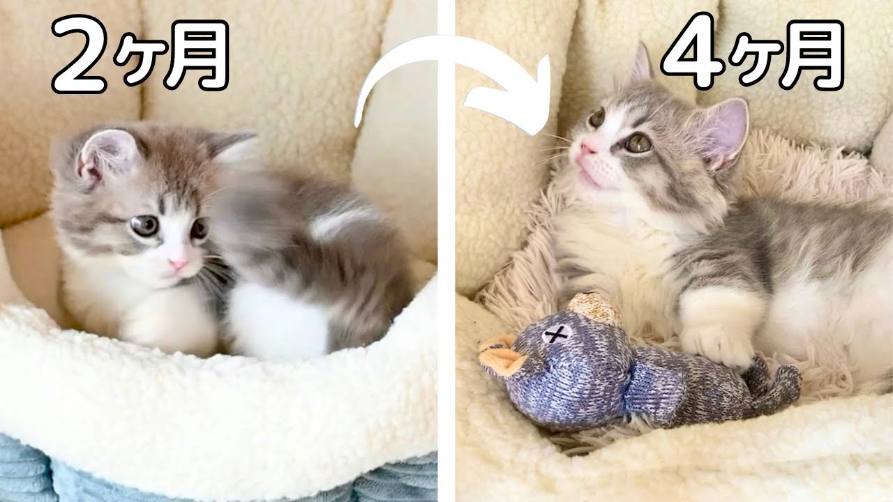 【ミヌエット】子猫の成長は早い！あの無邪気さはどこへ・・