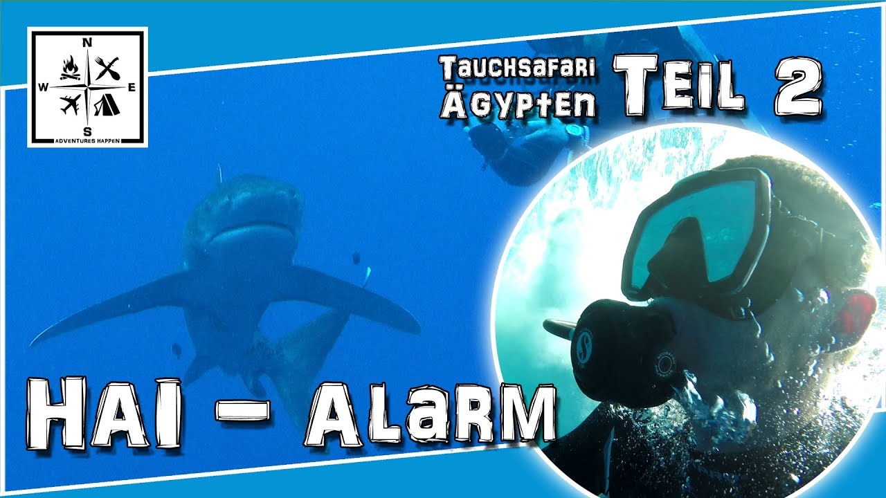 Begegnung mit Haien - Tauchsafarie in Ägypten | #02 | #AdventuresHappen