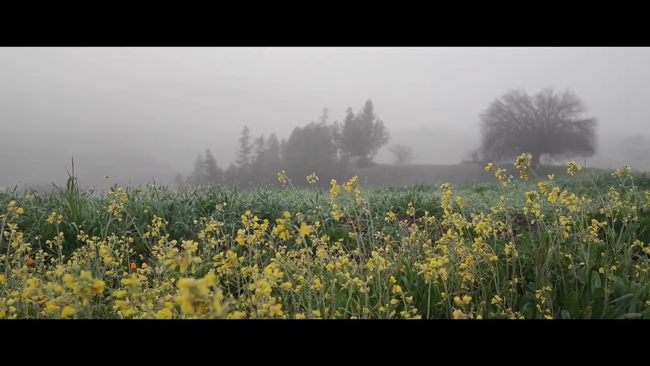 Peaceful Foggy Morning 🌫️ Birds Singing in Nature | Relaxing Nature Sounds