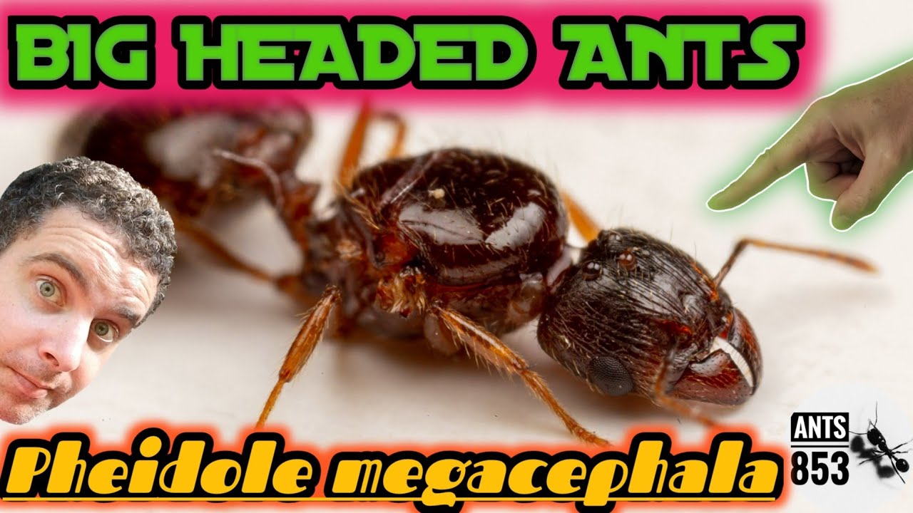 Pheidole megacephala Ecology and Care Guide