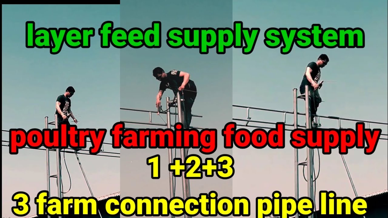 Full information Poultry farming layer system in india ! Feed machine !