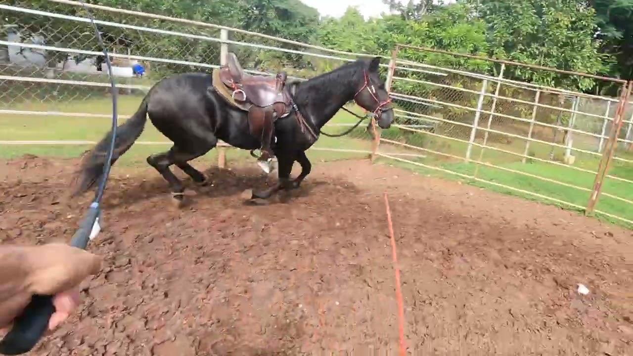 Seundo Round en el roundpen para La Brea #elcaballoyelcaballista #loscodigos