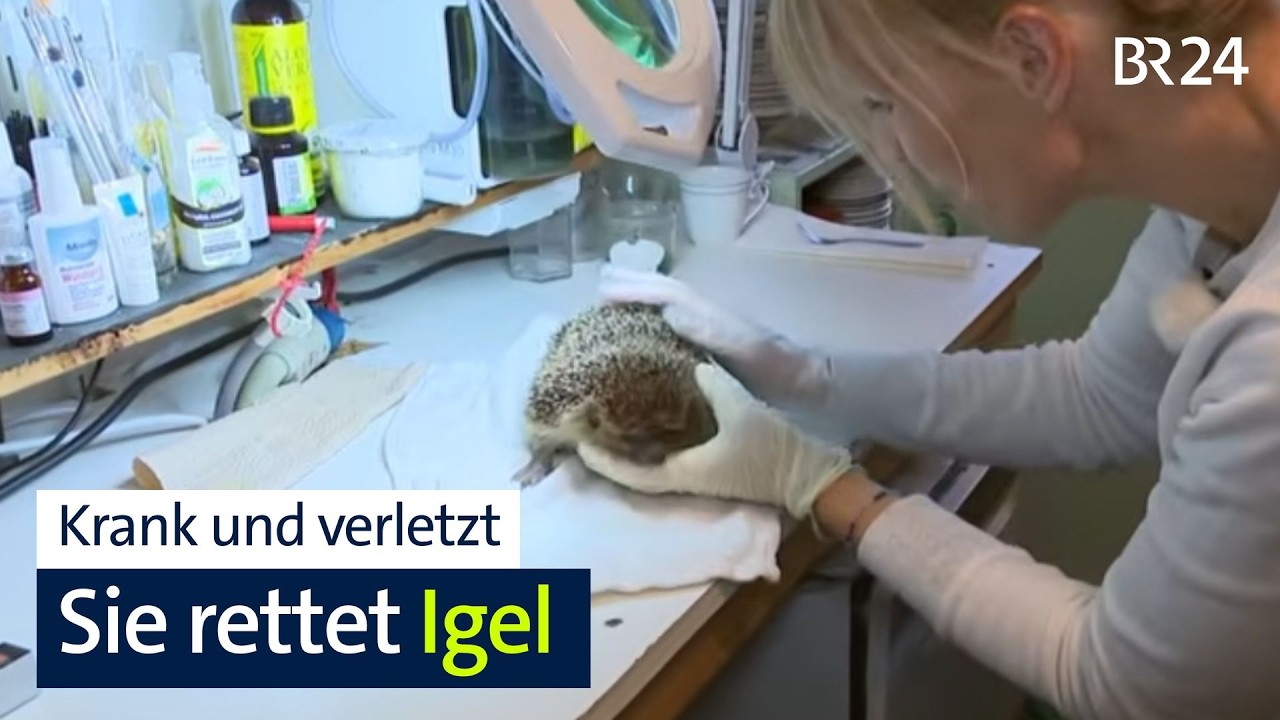 Tierschutz: Igel erwachen zu fr&uuml;h aus dem Winterschlaf | BR24