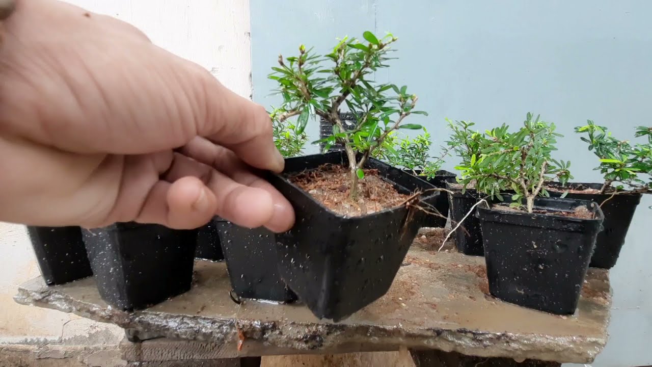 MỘT CÁCH ĐỂ BẠN GIÂM CÀNH CÂY LINH SAM HIỆU QUẢ NHẤT/ VÀ NUÔI CÂY TRONG CHẬU NHỰA MUA TRÊN SHOPEE