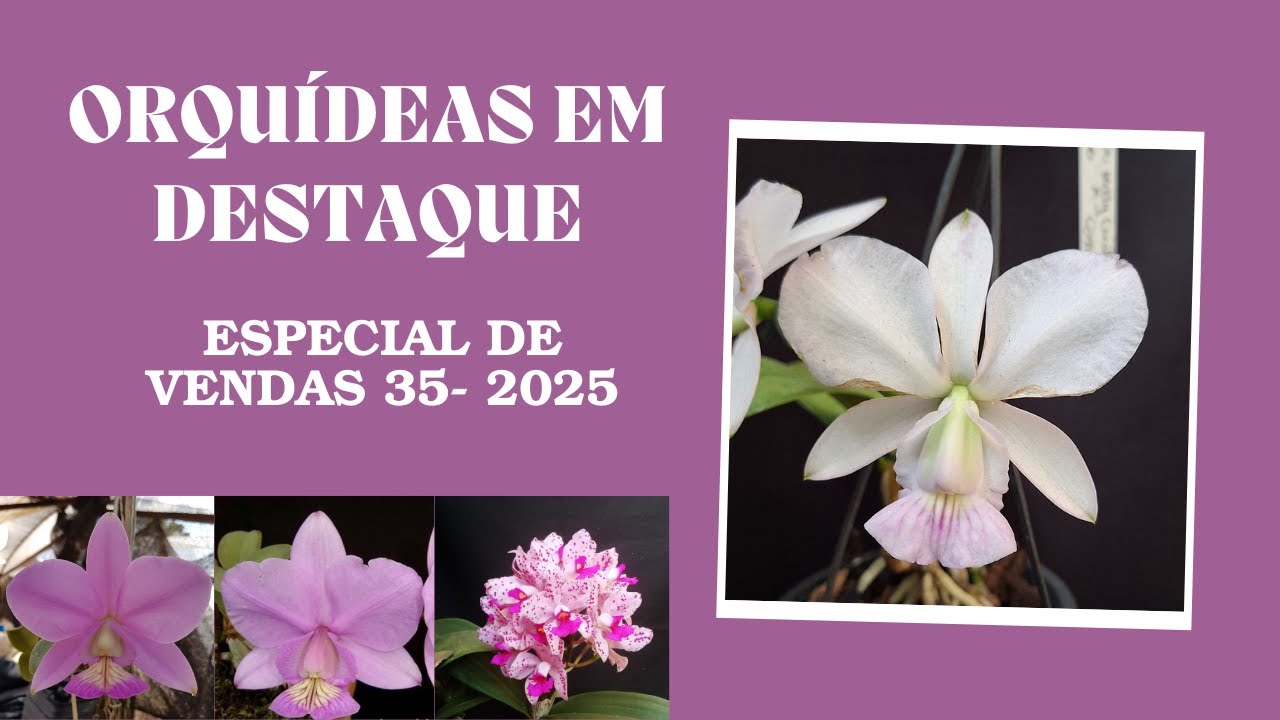 ORQUÍDEAS EM DESTAQUE - Especial de Vendas 35 - 2025 - CATTLEYA WALKERIANA SUAVE - lindíssima!