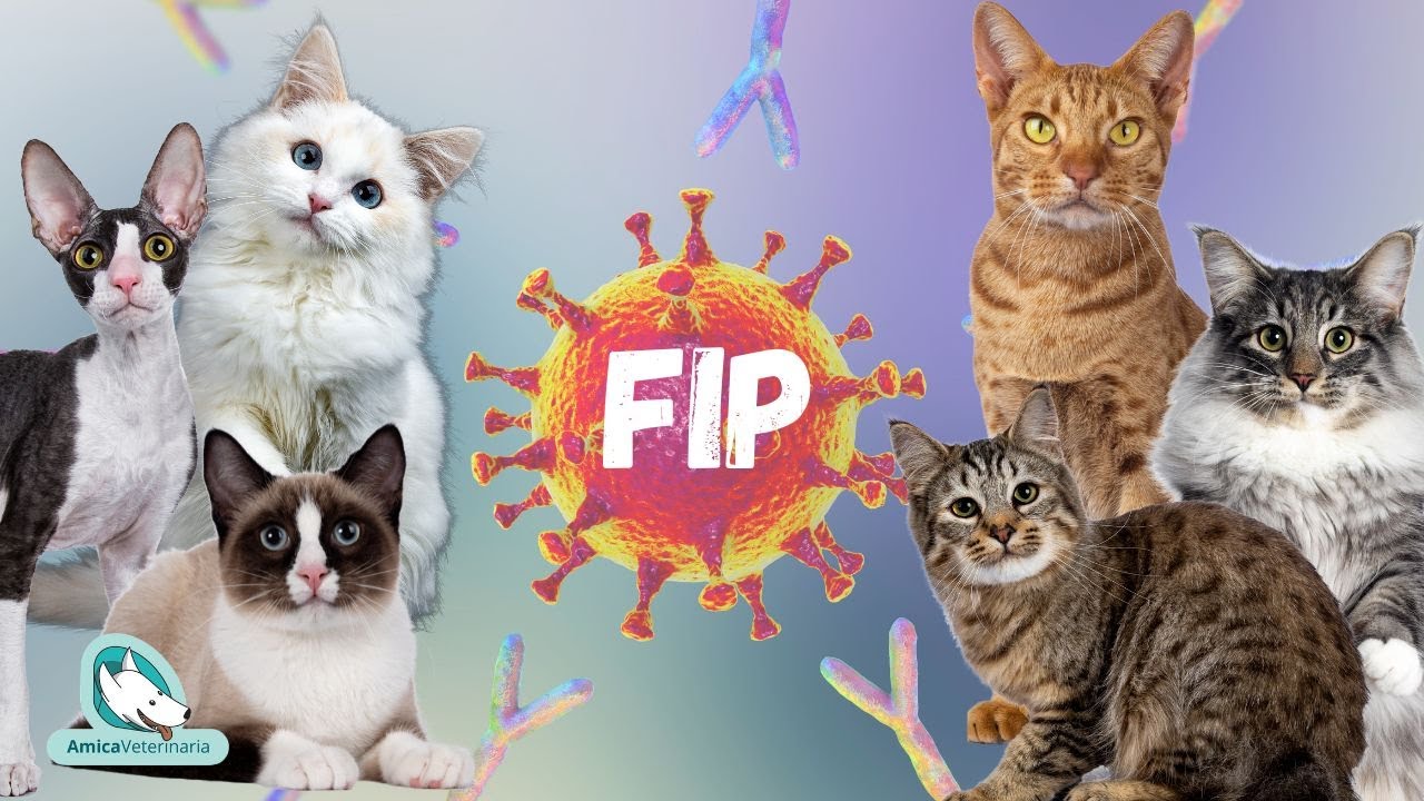 FIP nel gatto: il GS funziona?