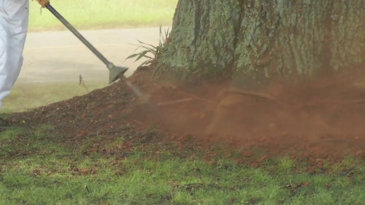 Root Collar Excavation Examples