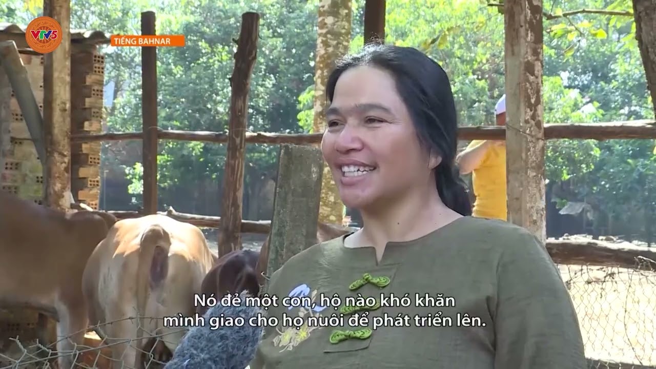 [TIẾNG BA NA] HIỆU QUẢ CHƯƠNG TRÌNH HỖ TRỢ BÒ CHO HỘI VIÊN PHỤ NỮ KHÓ KHĂN | VTV5