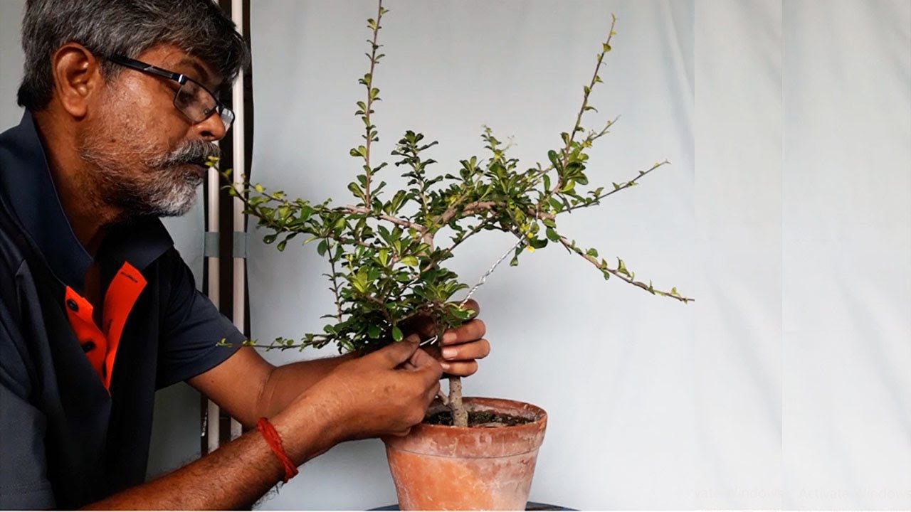 How to Make BONSAI, Fukien Tea, Carmona Retusa, Be the Creator, July'20