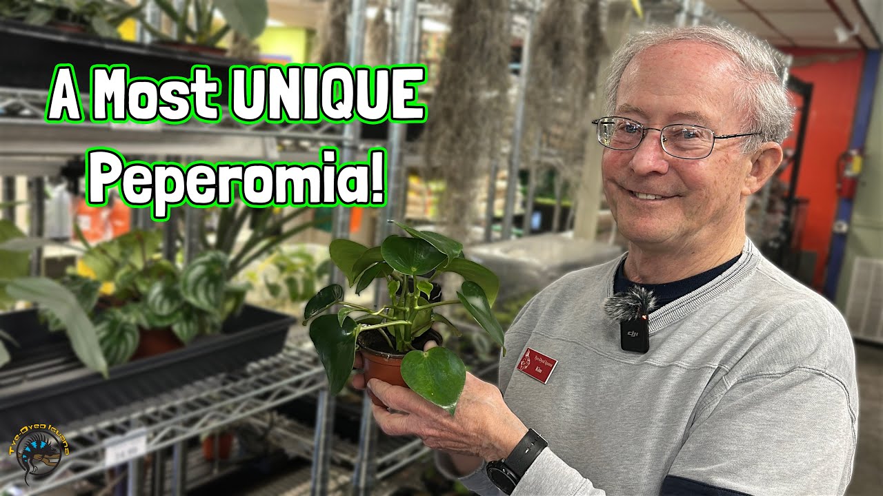 How to Take Care of a Raindrop Peperomia! - A Guide to the Plant with UNIQUE Leaves! 🍃