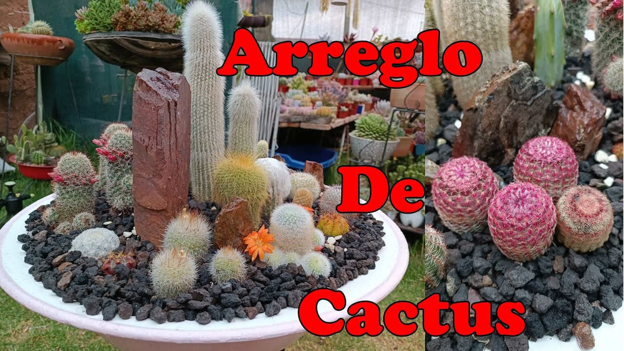 ARREGLO DE CACTUS técnicas y tips #suculentas