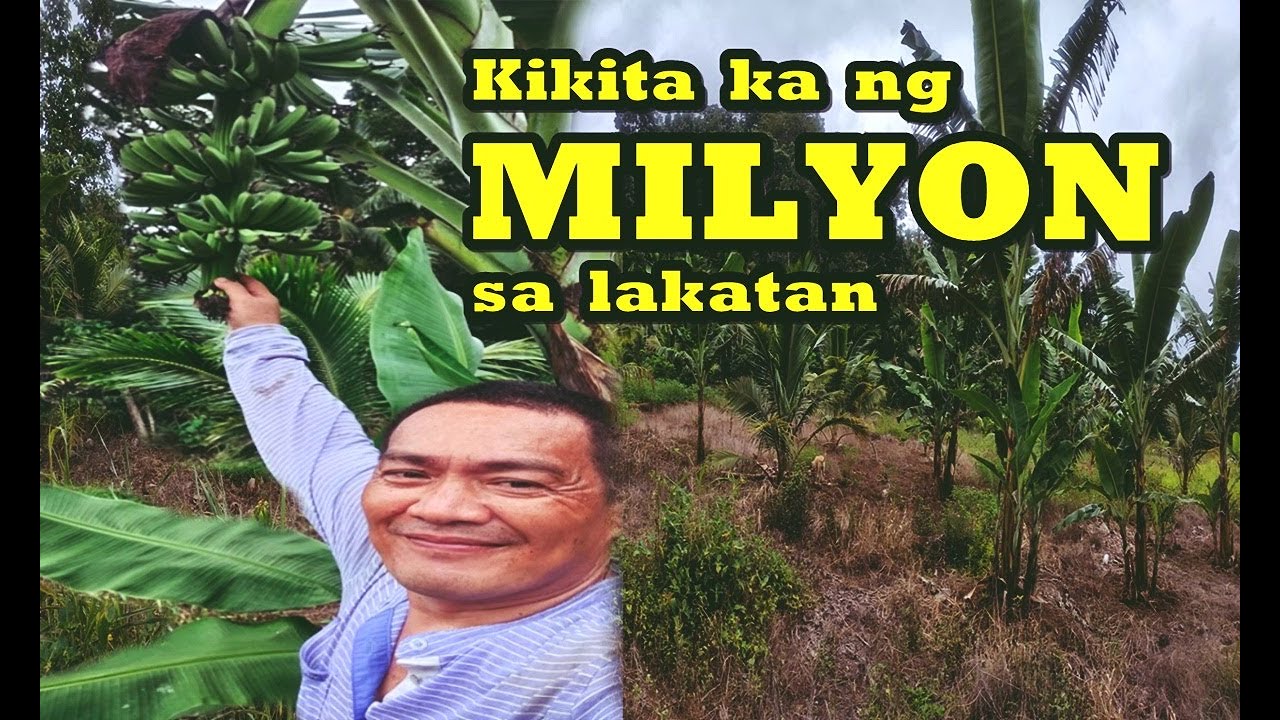 Magkano Ang Kita Sa Saging na Lakatan?