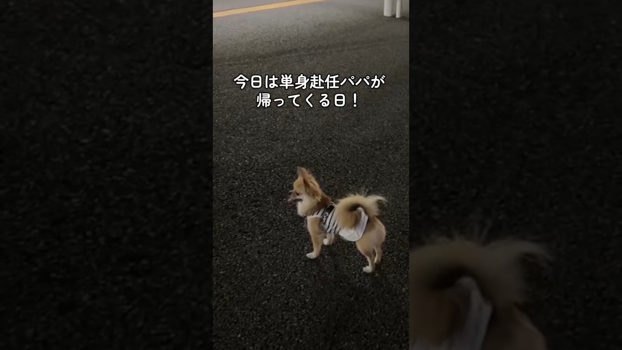 ポメチワCoCo！単身赴任パパと1ヶ月ぶりの再会！#ポメチワ #チワワ #ポメラニアン #犬との暮らし #犬のいる生活 #小型犬 #ミックス犬 #単身赴任 #再会