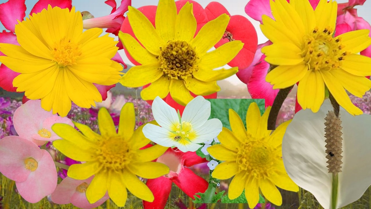 Colorful Wild Flowers in Bloom 🌼 Relaxing Nature Scenery |Best Relaxation