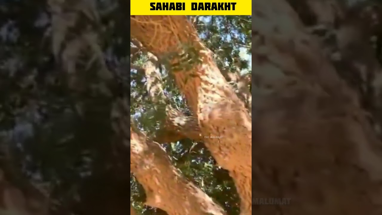 Sahabi Darakht | sahabi tree 🌲 #shorts