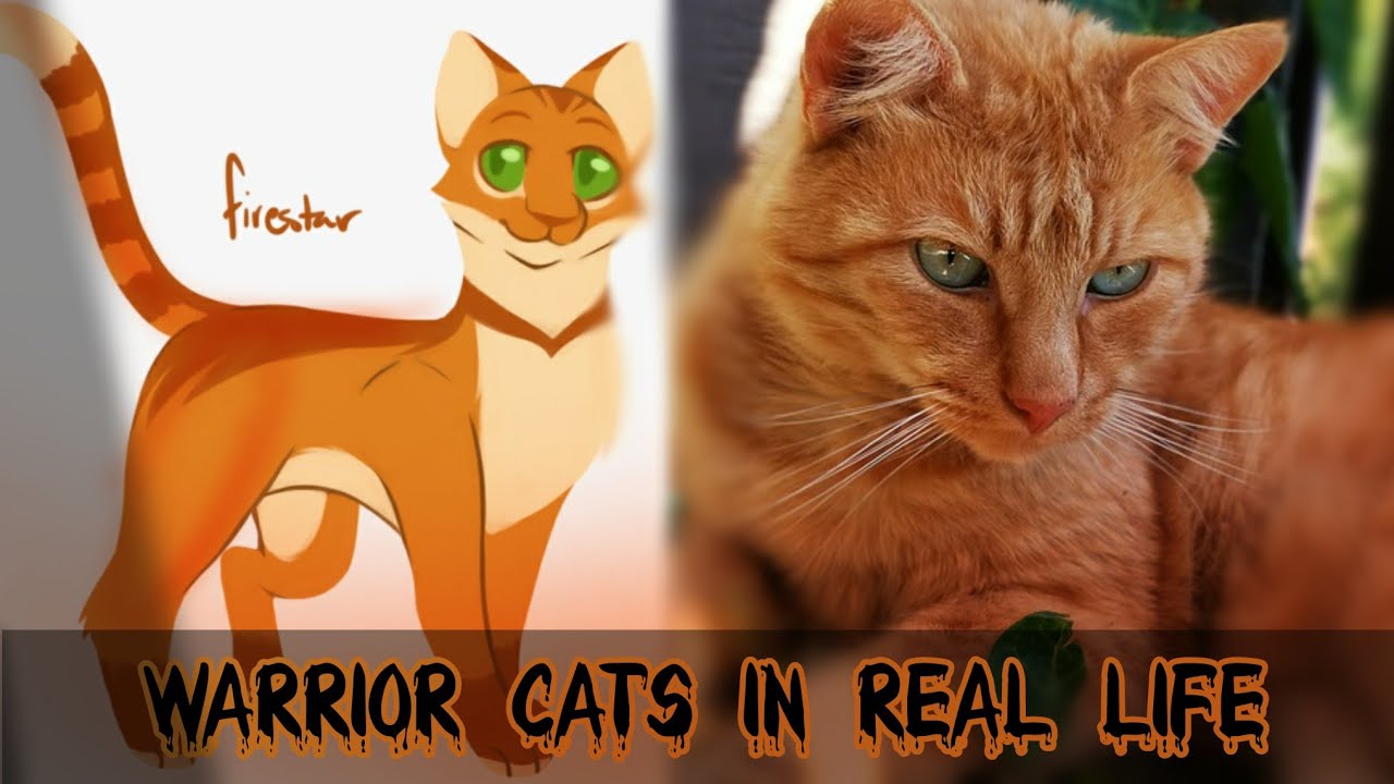 Warrior Cats in real life